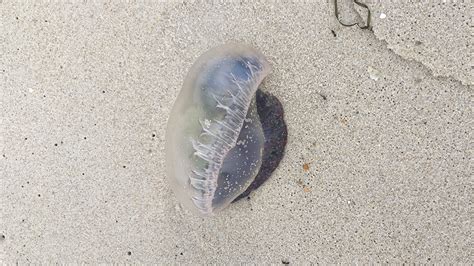 Venomous Jellyfish Like Creature Returns To Jersey Shore Nbc New York