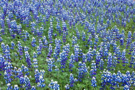 Field of flowers was founded in 1990 by donn flipse, a third generation florist in south florida, and now has locations covering the ft. Field of Lupine | Figueroa Mountain, California | Richard ...