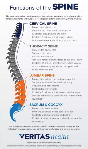 Normal Spinal Anatomy Spine Health
