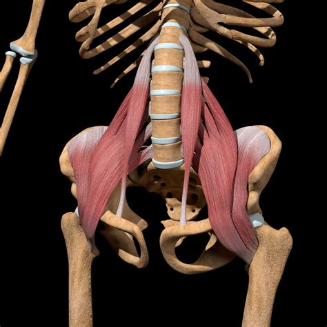 Hip Flexor Strain Everything You Need To Know