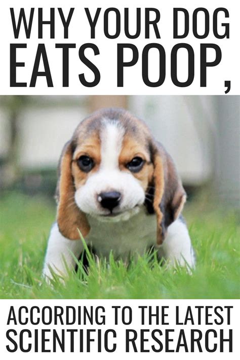 Beagle Puppy Eating Poop
