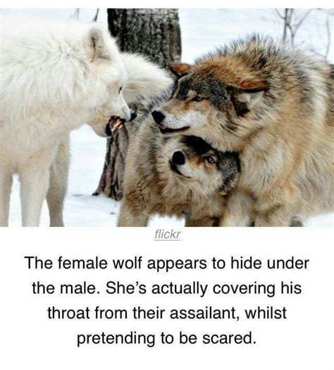The Female Wolf Appears To Hide Under The Male She S Actually Covering His Neck From The