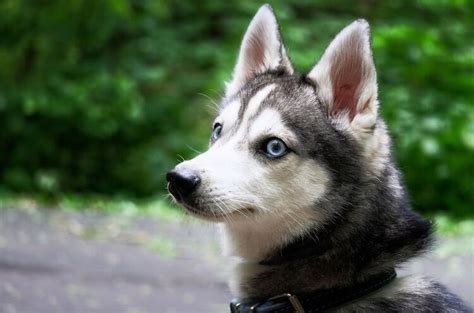 Registration papers may not matter to you now but what it represents is huge. Alaskan Klee Kai: Puppies, Price, Breeders, Size ...