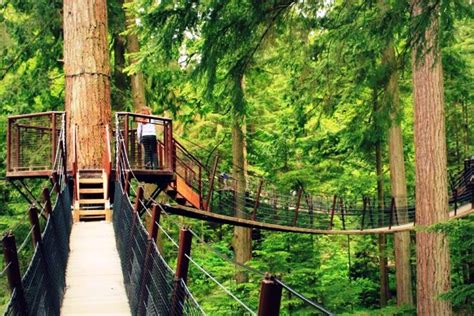 Sacred Forests In Vancouver Vancouver Forests Sightseeing Times Of