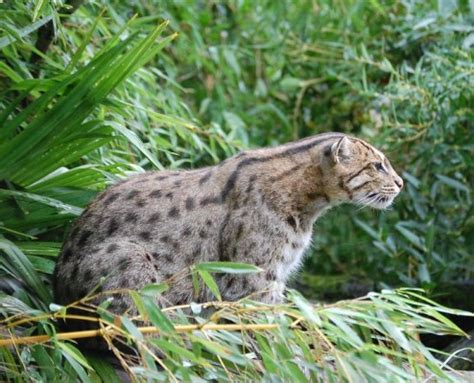 Wild cat in north india. The 8 Medium Sized Wild Cats of Indian Wild Forest