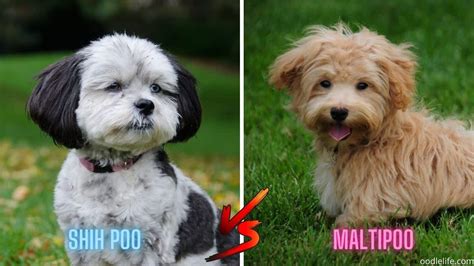 Shih Poo Vs Maltipoo Breed Comparison With Photos Oodle Life