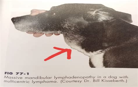 Canine Lymphoma Neffsville Veterinary Clinic