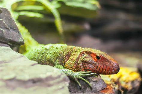 Free Picture Colorful Lizard Reptile Wildlife Nature Exotic Animal
