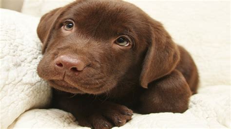 Cute Chocolate Labrador Puppies Youtube