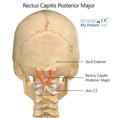 Rectus Capitis Posterior Major Rehab My Patient