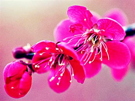 Gambar Wallpaper Cantik - WallpaperSafari