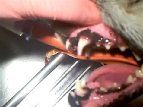 If your cat has periodontal disease, brushing their teeth and making sure they have an annual dental. Canine Tooth Extraction - YouTube