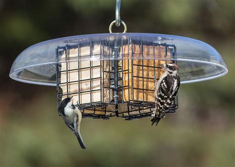 Kittens are light and love to climb, so it never hurts to flip your curtains up over their rods for a couple of months. Quadruple Sheltered Suet Feeder | Bird house kits, Birds ...