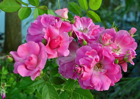 Beautiful Wild Roses Photograph By Louise Dupont Fine Art America