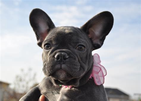 Are French Bulldogs Clipped