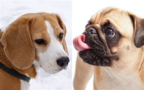 A Complete Guide To The Puggle A Pug Beagle Mix Breed Chien Beagle