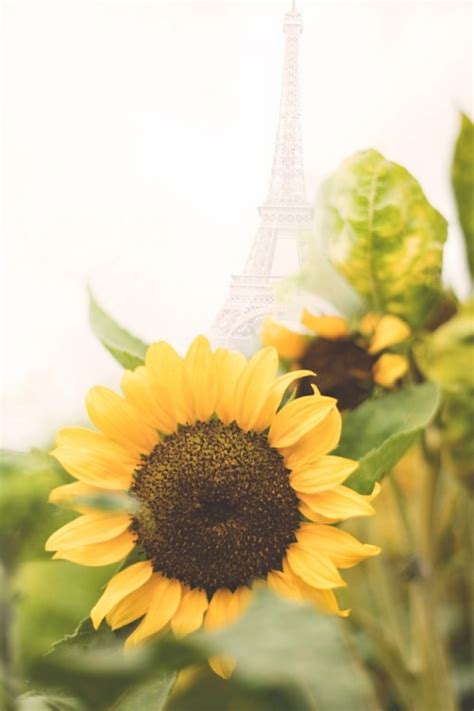 sunflowers on Tumblr Color pages sketches of flowers tumblr how to sketch pencil.