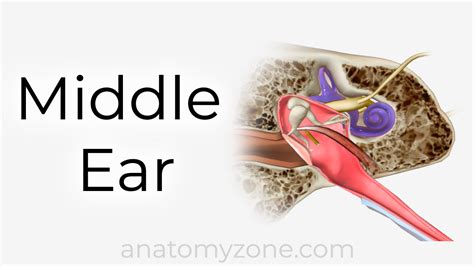 Middle Ear Ossicles Boundaries Eustachian Tube