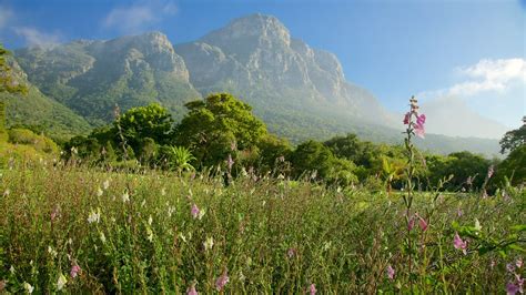 Kirstenbosch National Botanical Gardens In Cape Town Expedia