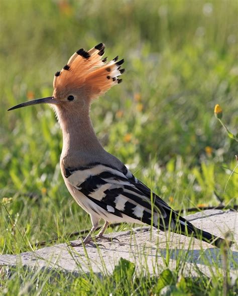 Common Hoopoe Birds Of Serbia Guide · Inaturalist
