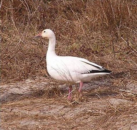 What Are The Different Species Of Geese Quora