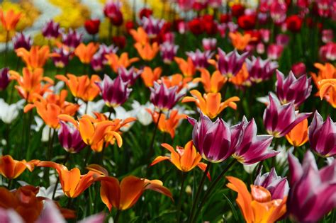 Spring Flower Tulips Free Photo On Pixabay Pixabay