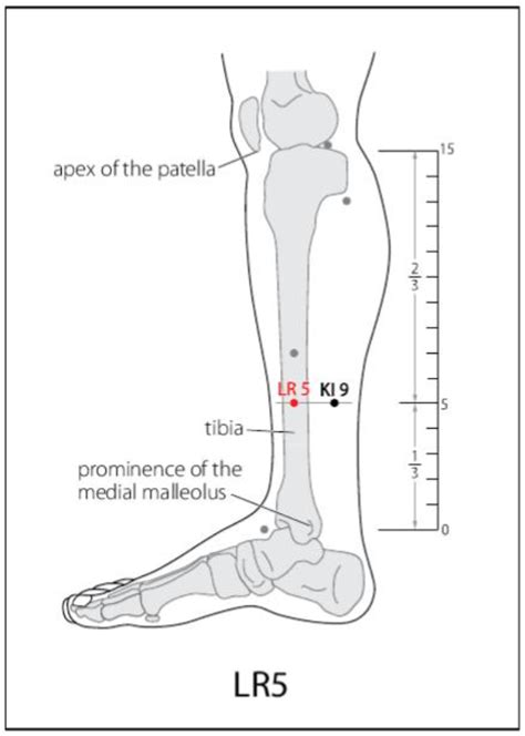 Lr 5 Acupuncture Point Acupuncture Point Locations Review