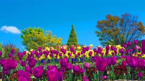 1080p Tulips Hd Images Tulips Flower
