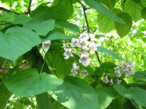 Fred decker 5 best vegetables to grow in the spring. Indian Bean Tree - Catalpa bignonioides « Chew Valley Trees