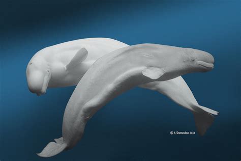 Beluga Whale Ii By Ashamandour On Deviantart