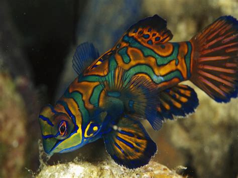 Freshwater Aquarium Fish Exotic