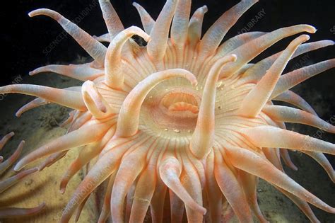 Sea Anemone Stock Image C0043847 Science Photo Library