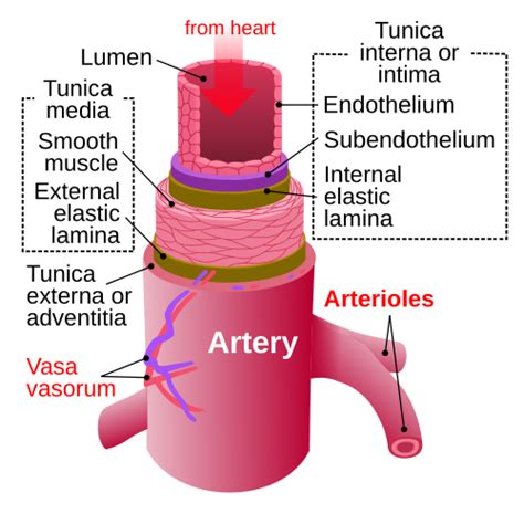 Artery - Wikipedia