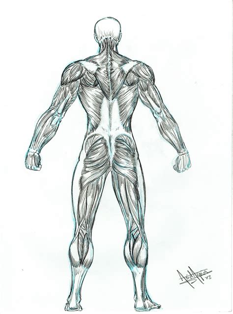 Back Muscles Anatomy For Artists Hand Muscles Anatomy Art Medical