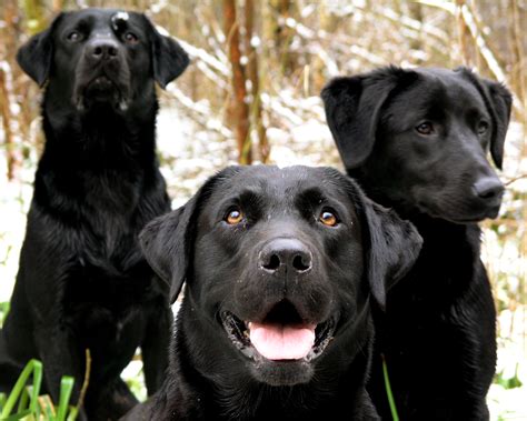 Apr 03, 2018 · dogs and babies might make a cute combination, but there is a lot of planning involved to ensure that both of them stay happy and safe in each other's company. File:Black Labrador Retrievers portrait.jpg - Wikimedia ...