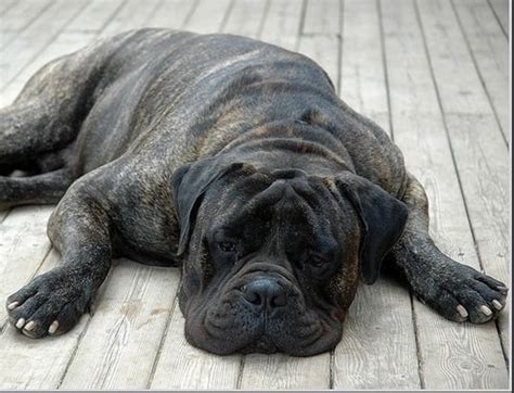 Five Large Dog Breeds That Dont Bark Much Pethelpful