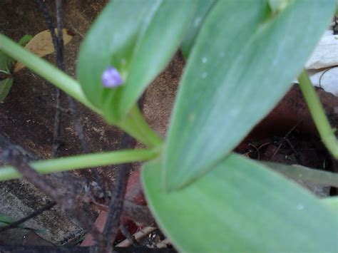 Grow the cultivar boyd's dwarf in smaller gardens as it will stay a more compact 2.5 to 4 metres tall when mature. Garden Care Simplified: Little Purple Flowers Space Cover ...
