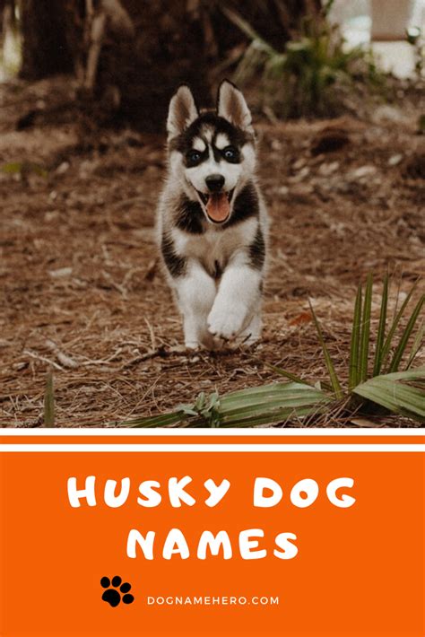 Husky Names 130 Best Dog Names For Huskies Infographic