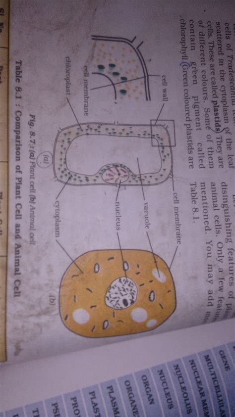 Start studying label an animal cell. Could yu give a well labelled diagram of plant cell,animal ...