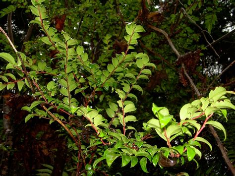 Vaccinium Blueberry Cranberry And Huckleberry Britannica