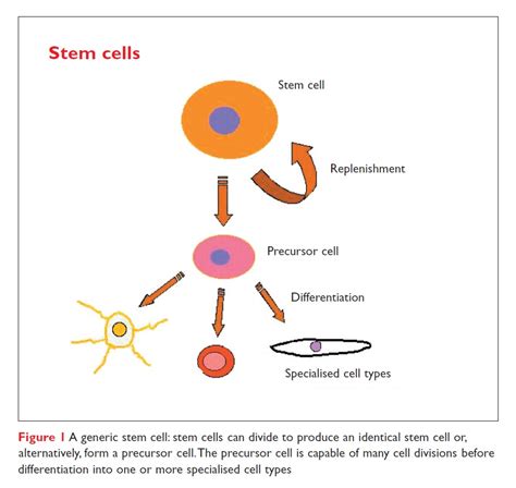 Stem Cells The Long March Forward To The Clinic Drug Discovery