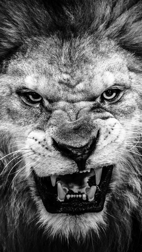 Black And White Lion Wallpaper 51 Images