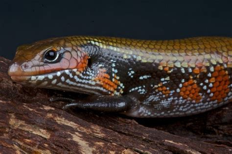 African Fire Skink Facts Info And Care Guide With Pictures Pet Keen