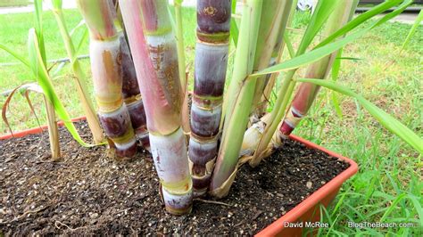 I am currently looking for ways to make my sugar cane grow quicker i know that i can just make a bigger farm and by the time i finish harvesting it will. How to Juice Sugar Cane with a Breville Juicer | Blog The ...
