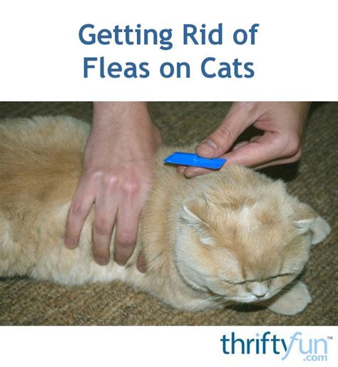 How To Check If Your Cat Has Fleas Cat Meme Stock Pictures And Photos