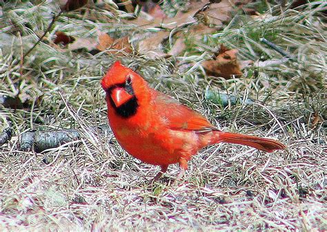 Red Cardinal Photograph By Nightingale Photography Judy Latimer Fine