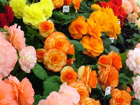 Flowers For Flower Lovers Begonia Flowers Pictures