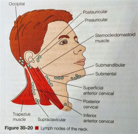 Awasome Head Lymph Nodes Diagram References Bigmantova