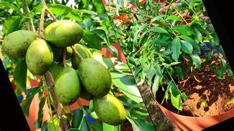 Indian Hog Plum Cultivated In Drum Aamra Cultivation Ambarella