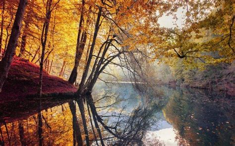 Nature Landscape Fall Trees Yellow Red Leaves Mist